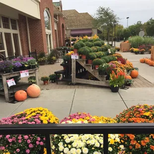 Pumpkins and mums