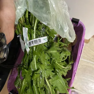 SLUDGY dandelion greens, dripping rotten leaves and mush. Absolutely disgusting.