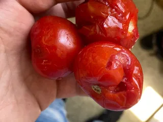 Grafton Sparkle Market