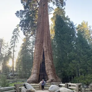 With the iPhone in Panorama mode you can capture the entire tree.