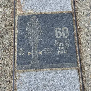 The floor has markings to equal the height of a Sentinel Tree.
