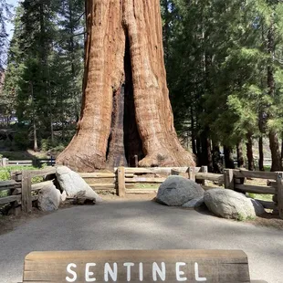 One of the big sequoia trees in front of the museum.