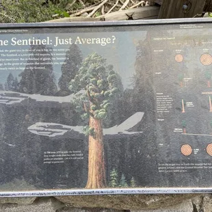 Info about the Sentinel tree.