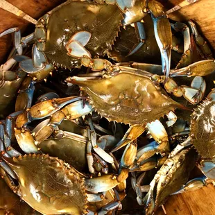 oysters and mussels, food