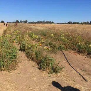 Their pumpkins are crap! Half dead and certainly no large ones. Expect disappointment when you come here!