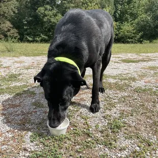 He enjoys Giddy-Ups pup cup too
