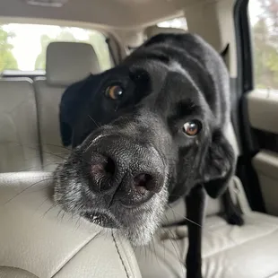 Ready for his pup cup.