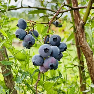 Blueberries