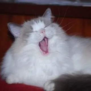 L W.