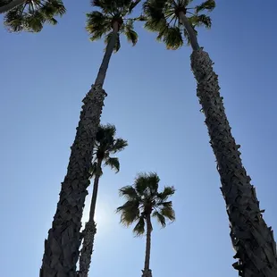 View of palm trees from the patio