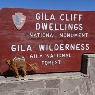 Cute dog may not be present upon your visit