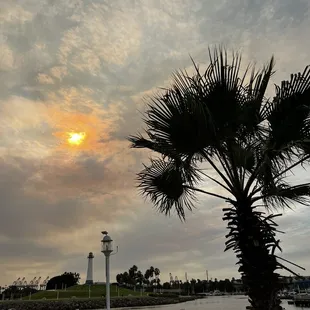 a palm tree on a pier