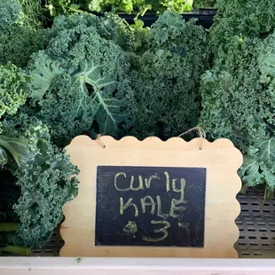 Curly kale Jan 2024