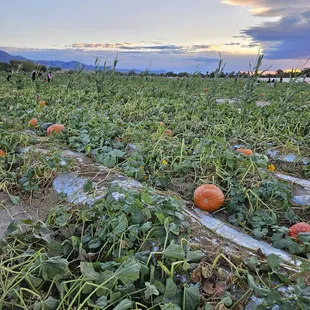 Pumpkin patch