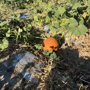 Pumpkin in the patch