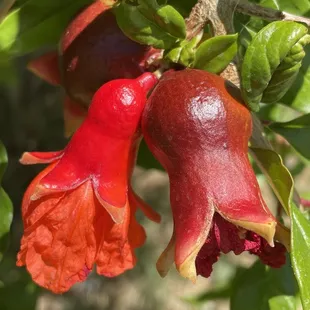 Pomegranate flowers
