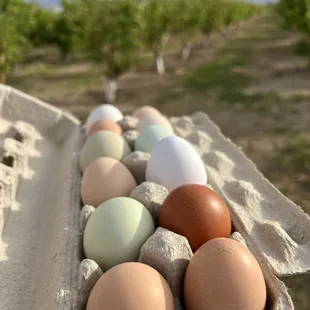 Best eggs ever. Chickens here are fed from the farm. You can truly taste the difference.