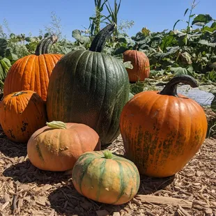 Pumpkins pumpkins all shapes colors and sizes