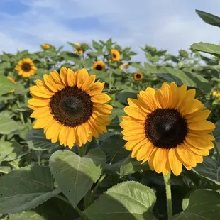Sunflowers