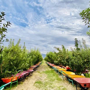 Grab a wheel barrow from the apple orchard!