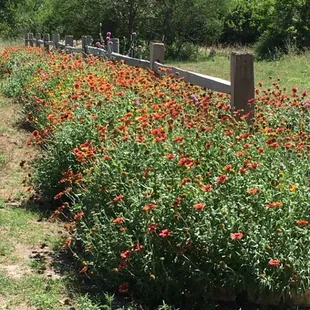 Beautiful wildflower bed and split rail fence