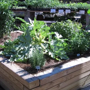 Raised Veggie Display