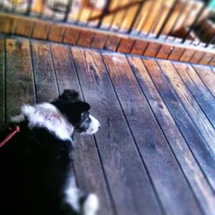 a black and white dog on a leash