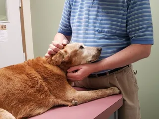 Alta-Vista Animal Hospital