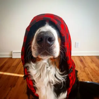 Bo B.