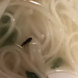 Mr Bug Back stroking in Noodles...