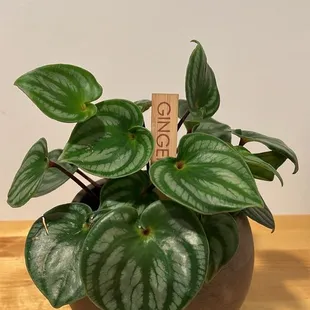 Watermelon Peperomia