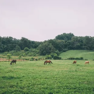 Courtesy Sarah Katherine Davis Photography