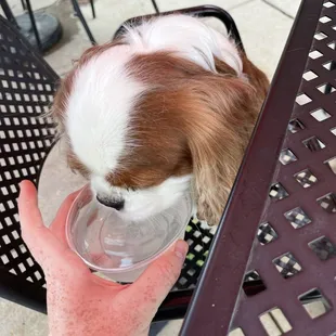 Doggy water bowl provided by staff