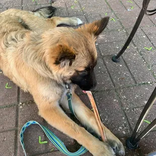 Parents get Fries Basket and I get a bully stick.