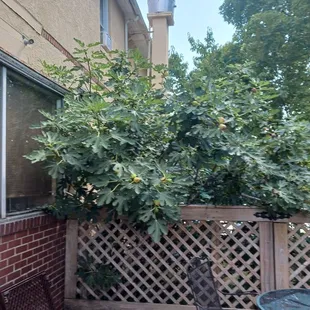 Massive fig tree on outside patio.