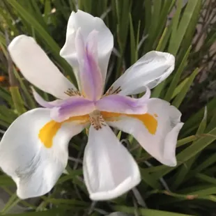 Texans doing Italian Right!