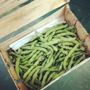 Fresh Brentwood grown fagioli fava!