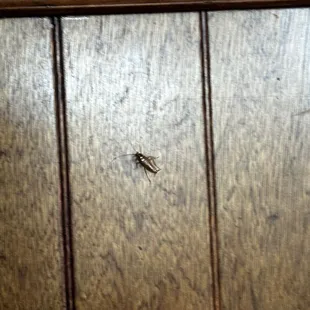 a bug crawling on a wood paneled wall