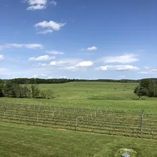 Vineyard, 05.26.2019.