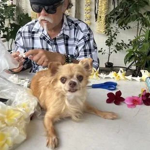 Look for da Kine Aloha Dogs, Always helping out!