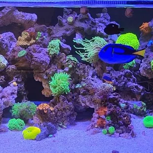 100 Gallon Reef Tank purchased from Glass Aquatics