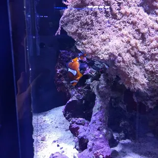 Nemo!!