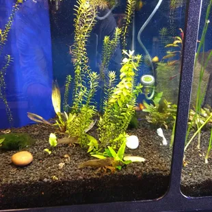 Live plants and coral!