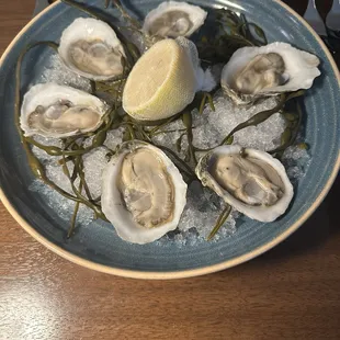 Oysters