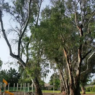 Mature trees