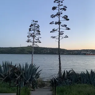 Two magueys plants finishing their cycle life