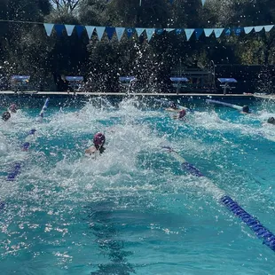 Sea Lions love to swim