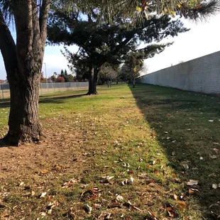 Long run for the pups