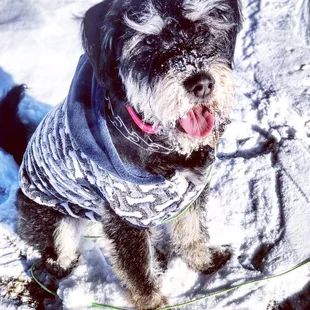 Snow days taking the climb.