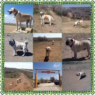Visited Glendale Farm Open Space  with 2 labs &amp; 2 pugs ! LOVED  EVERY MINUTE